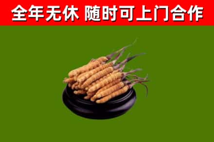 新津区回收冬虫夏草